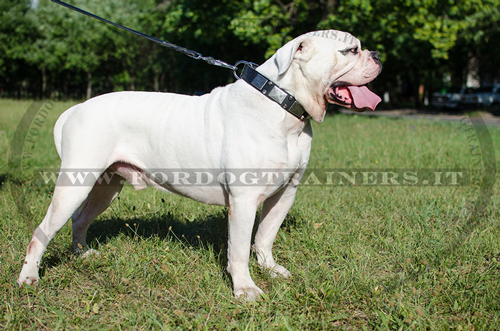 Collare in cuoio con piastre e piramidi per Bulldog americano